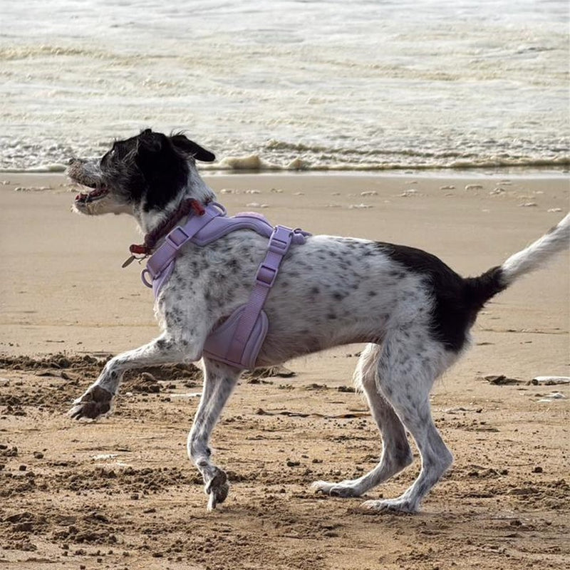 Lupe corriendo en la playa con su arnés Paws