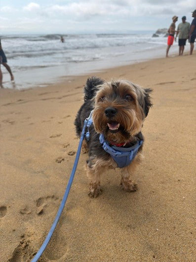Chuck en la playa con su arnés Paws