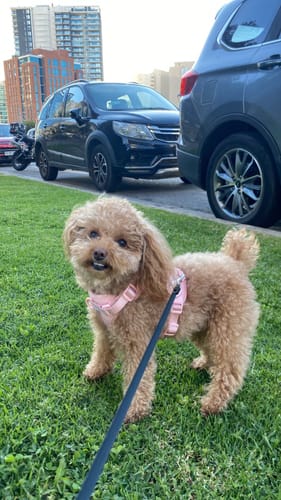 Perro de cliente con arnés Paws
