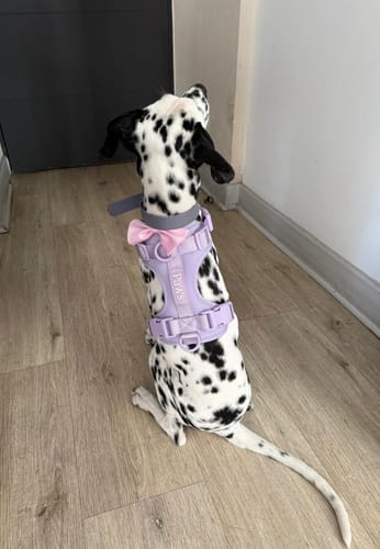 Perro de cliente con arnés Paws
