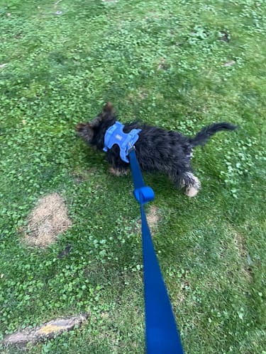 Perro de cliente con arnés Paws