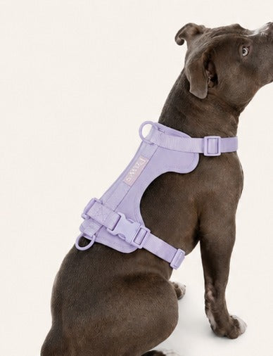 Arnés Paws lila en perro pequeño