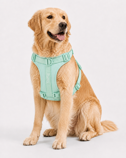 Arnés Paws Verde Agua - perro sentado 3/4