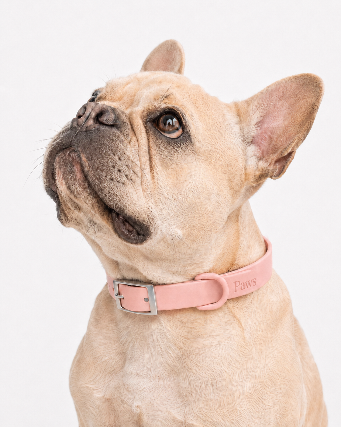 Collar Paws Rosa - bulldog frances close-up cuello