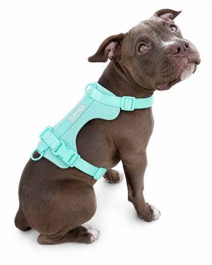 Arnés Paws Verde Agua - perro raza pitbull