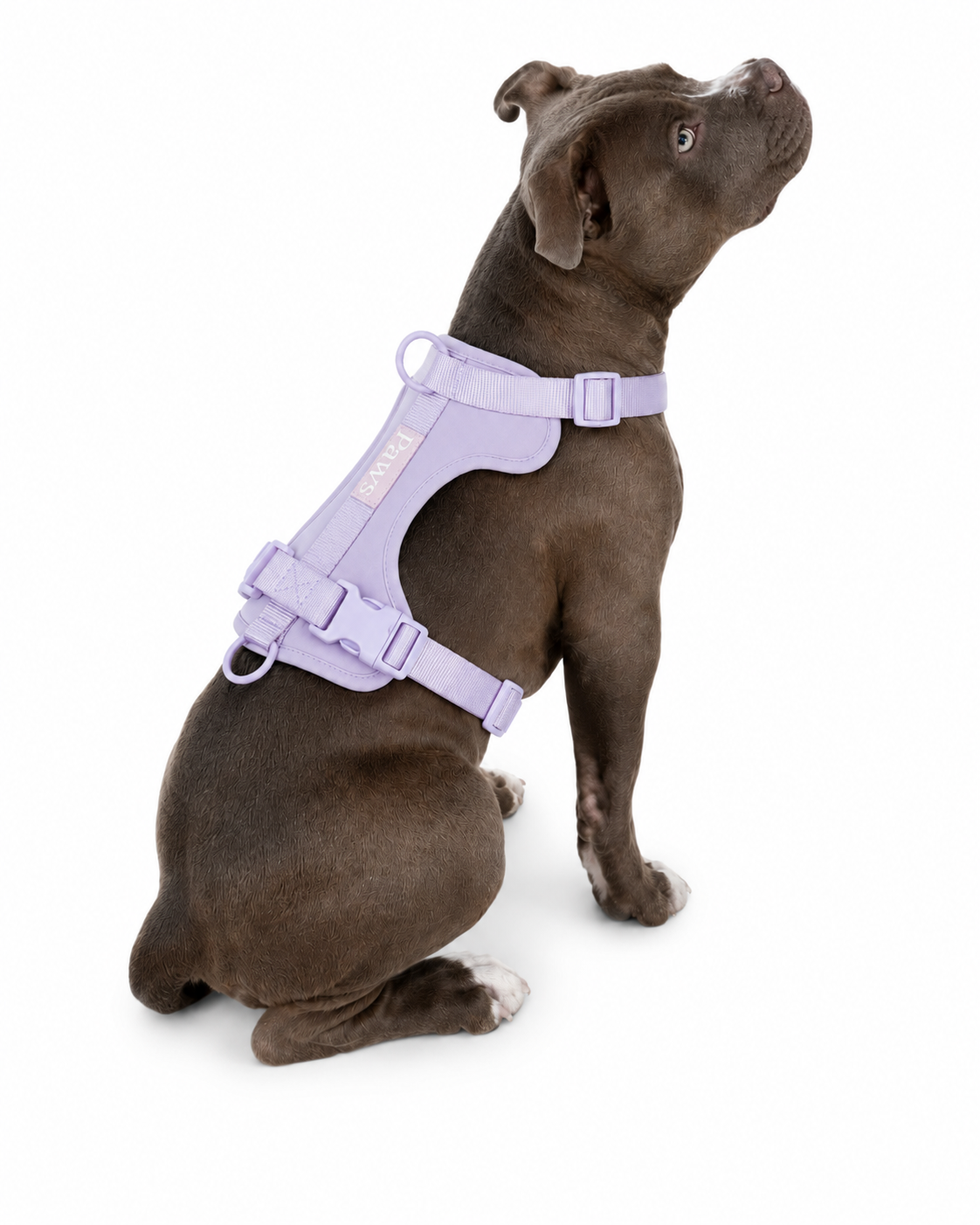 Arnés Paws Lila - perro raza pitbull