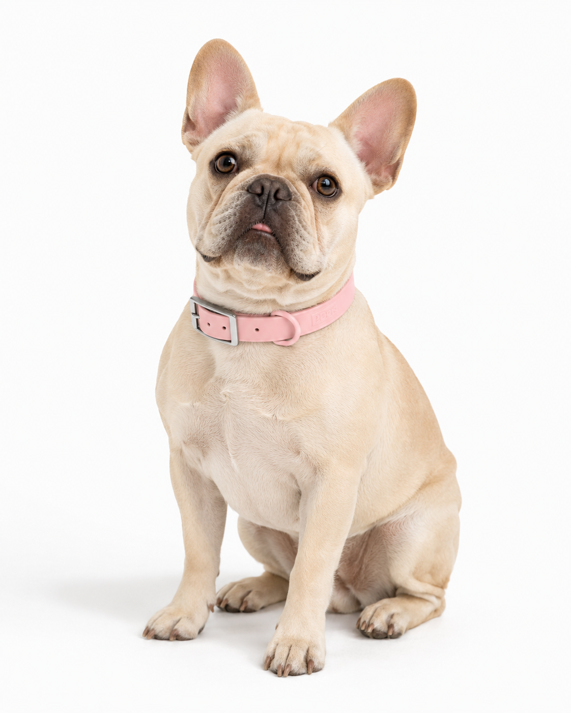 Collar Paws Rosa - bulldog frances sentado frontal