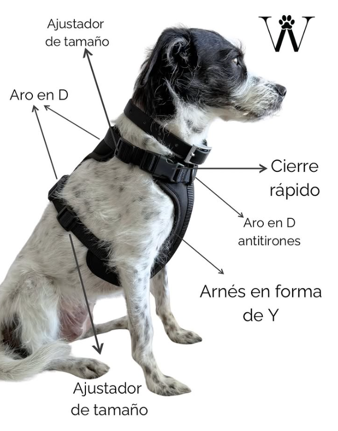 Arnés Paws