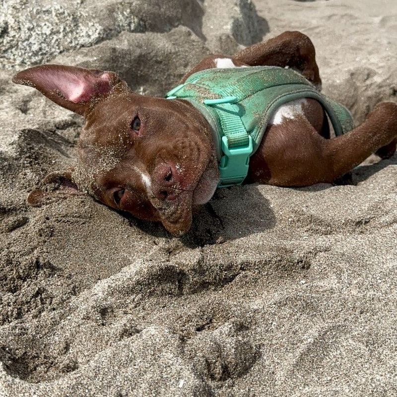 Pipa con su arnés Paws en la playa