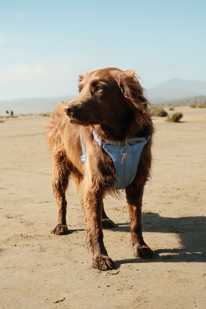 Perro de cliente con arnés Paws celeste