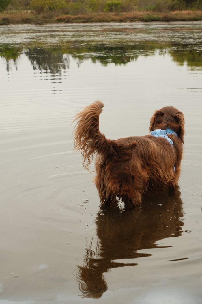 Perro nadando con su arnés Paws