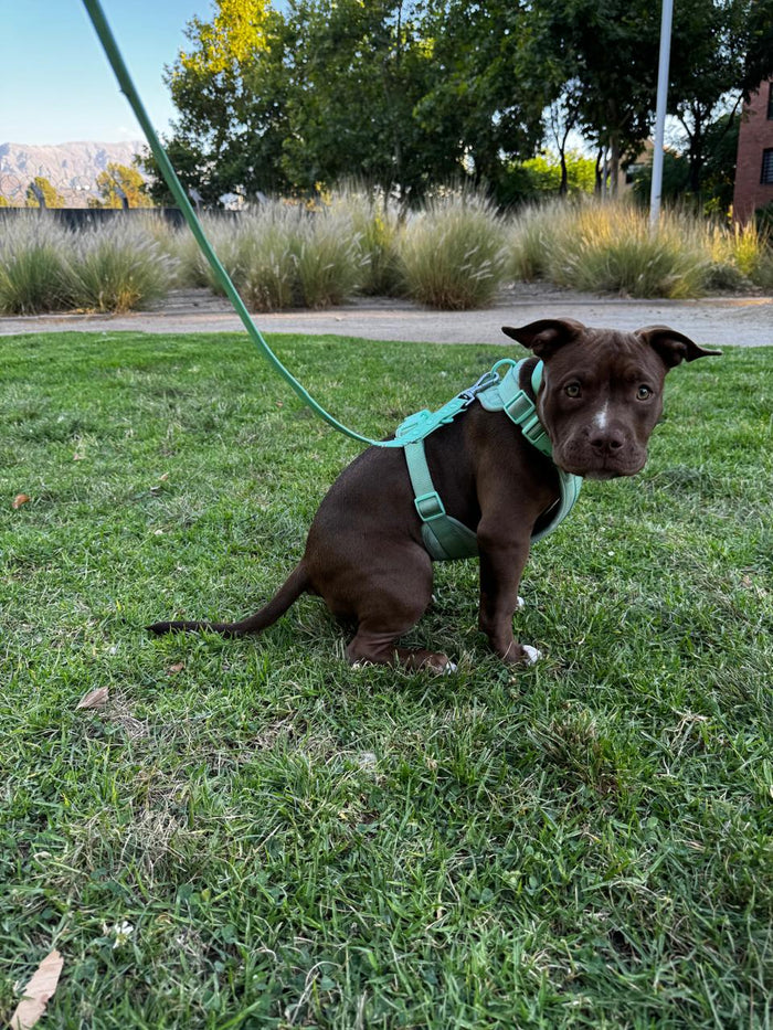 Perro de cliente con arnés Paws