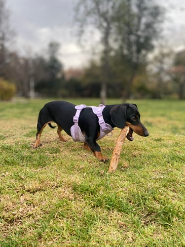 Perro de cliente con arnés Paws