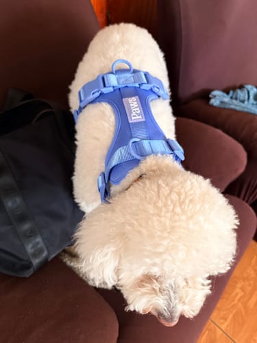 Perro de cliente con arnés Paws