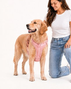 Perro con collar
