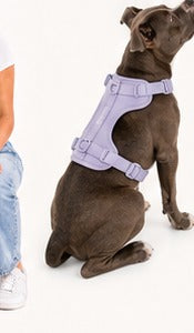 Perro con collar