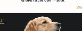 Perro relajado con set Paws